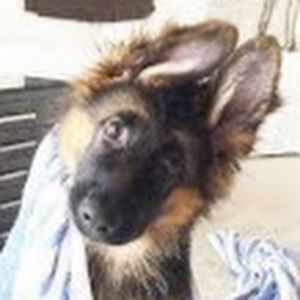 Meet your Posher, Abigail